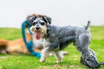 A dog leading the way, demonstrating its instinct to guide and protect.