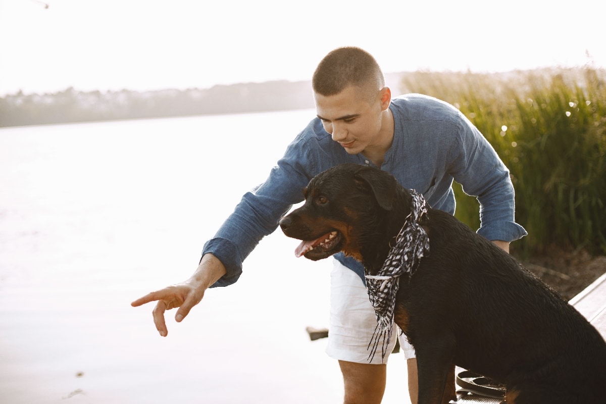 Rottweiler sitting loyally beside its owner, radiating strength and devotion.
