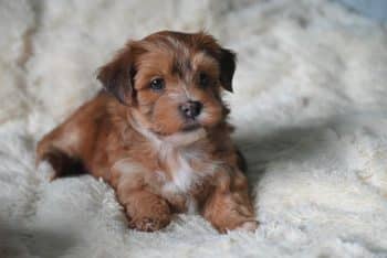 A fluffy dog curls up peacefully, radiating warmth and pure cuddly contentment.