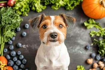 PetWireDaily — 10 Natural Anti-Inflammatories Every Dog Owner Should Have in Their Pantry