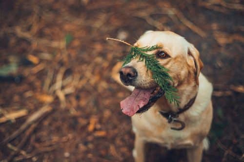 9 Ways Dogs Help Lower Stress Levels (Backed By Science) - iHeartDogs.com