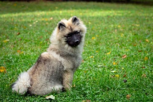 Tuft Dogs 15 Dog Breeds With Fluffy Ears You’ll Want to Touch - iHeartDogs.com