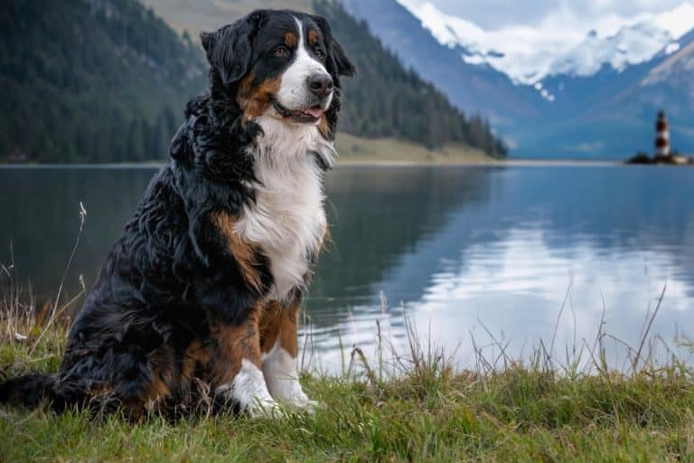 11 Loyal Dog Breeds That Are Easygoing and Protective - iHeartDogs.com