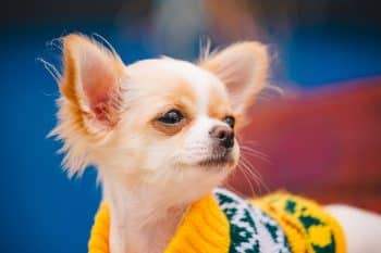 A dog looks up with soft, soulful eyes, reflecting curiosity and affection.