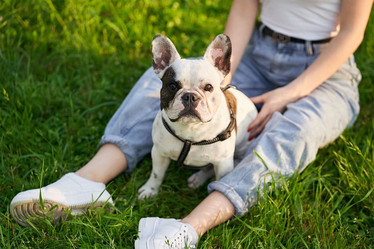 French Bulldog gazing sweetly, seeking affectionate companionship.