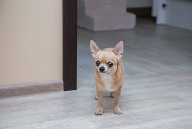 13 Dog Breeds That Thrive in Small Living Spaces - iHeartDogs.com