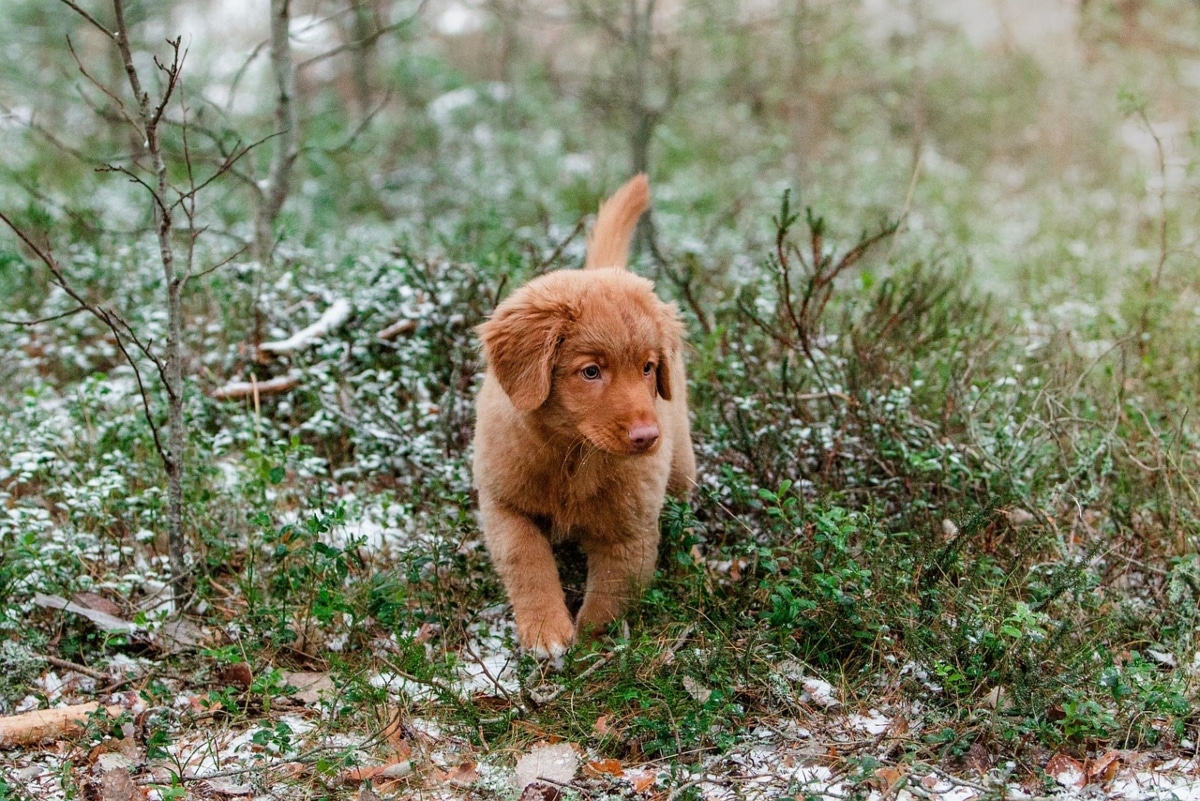 Nova Scotia Duck Tolling Retriever alert and scent focused