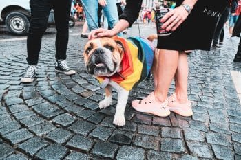 Image showcasing 9 Ways Dogs Help Lower Stress Levels (Backed By Science) - iHeartDogs.com