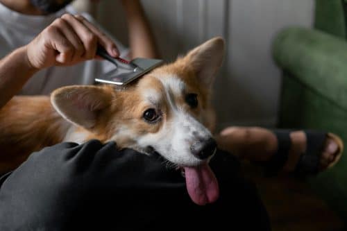 View of 9 Ways Dogs Help Lower Stress Levels (Backed By Science) - iHeartDogs.com