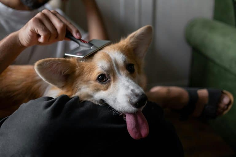 9 Ways Dogs Help Lower Stress Levels (Backed By Science) - iHeartDogs.com