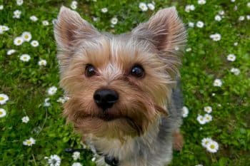 A small dog looking earnestly upward with bright eyes and lively personality aura.