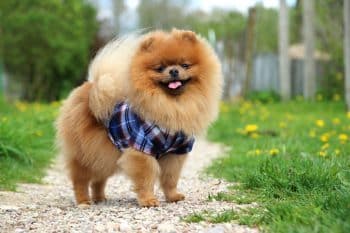 PetWireDaily — The 15 Best Pomeranian Products For Travel