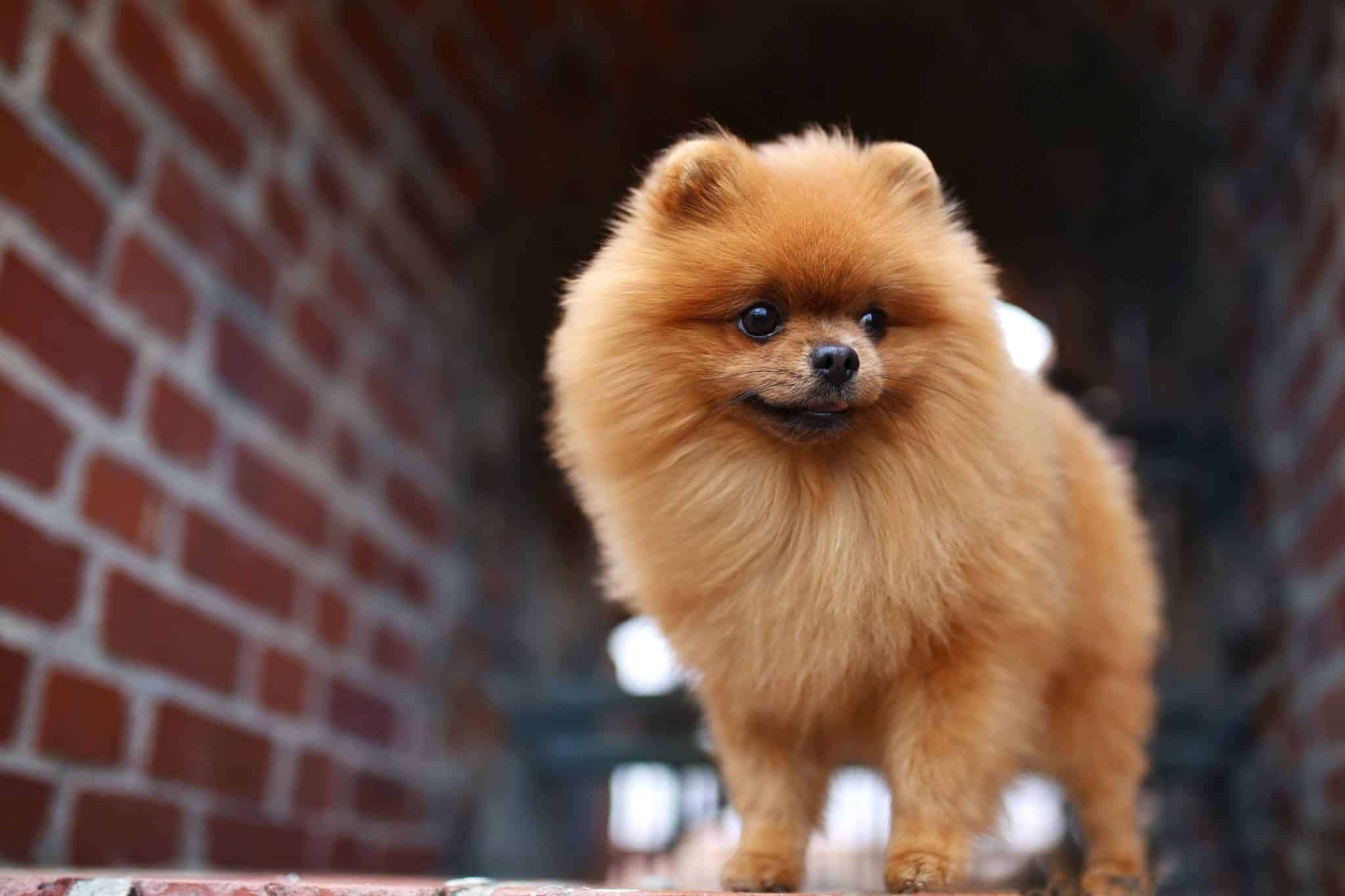 Best Puppy Dog Foods for Pomeranians