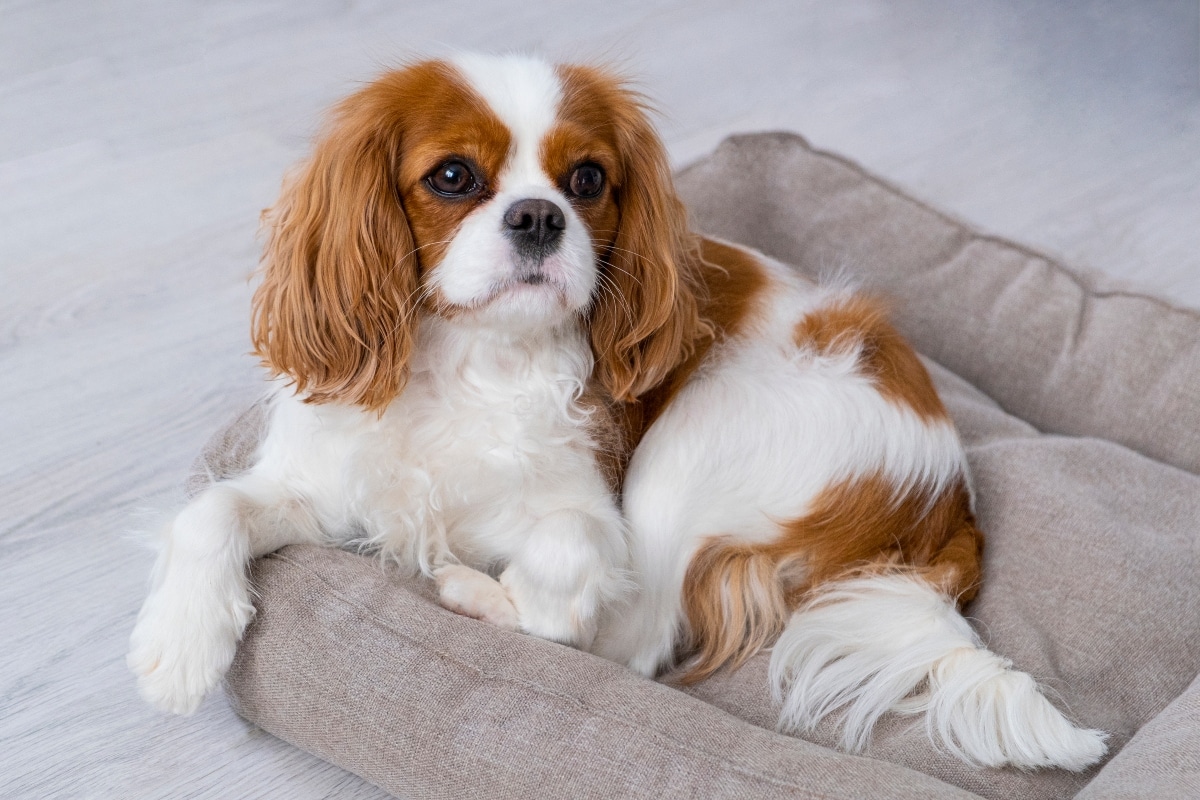 Cavalier King Charles Spaniel laying in bed
