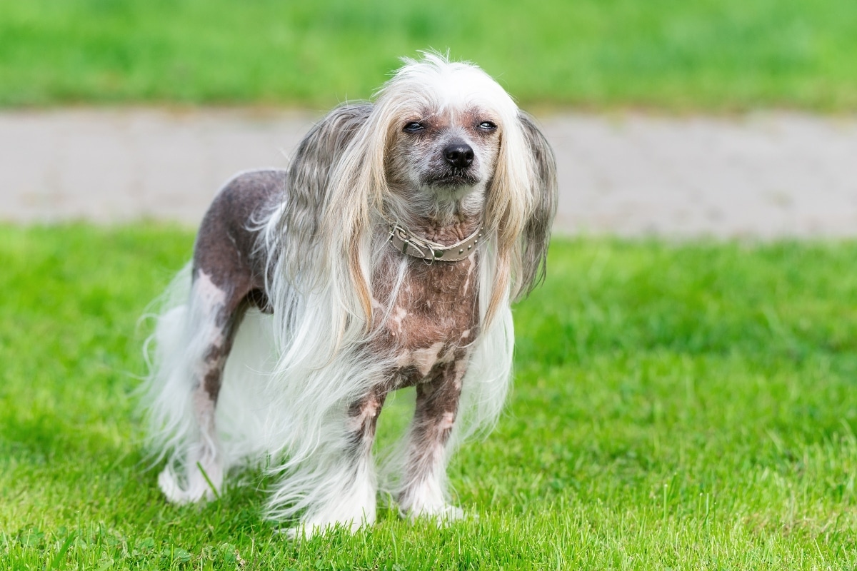 Chinese Crested with exposed skin highlighting natural sensitivity