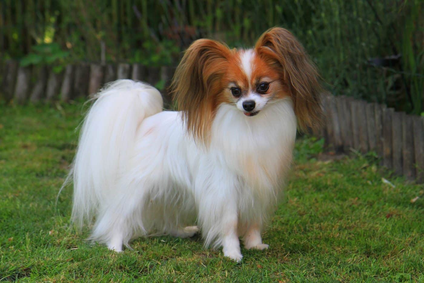 A graceful dog posing elegantly, its long, flowing coat catching the light.