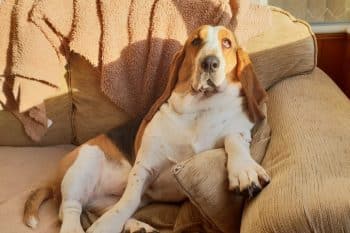 A cozy dog dozing contentedly, radiating pure relaxation and lazy-day joy.