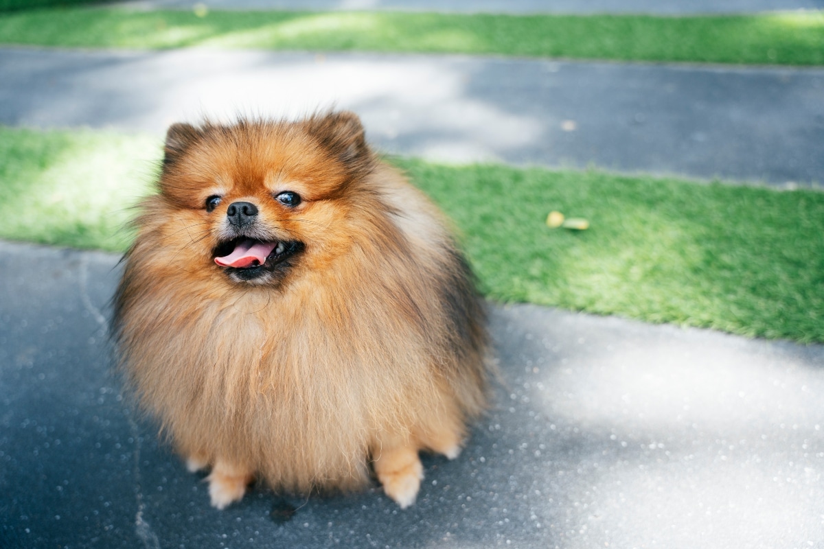 7 Dental Products, Chews, & Toys to Clean Your Pomeranian’s Teeth