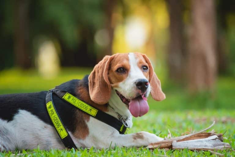 9 Best Supplements for Dogs with CCD (Canine Cognitive Dysfunction ...