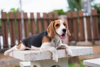 A dog radiating joy and emotional connection, ready to charm at first sight