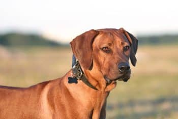 15 Protective Dog Breeds That Stay Close Forever - iHeartDogs.com