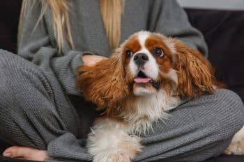 PetWireDaily — 11 Homebody Dog Breeds That Prefer Netflix Over Nature