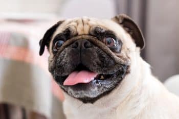 A warmhearted dog gazing softly, exuding friendly charm and instant affection.