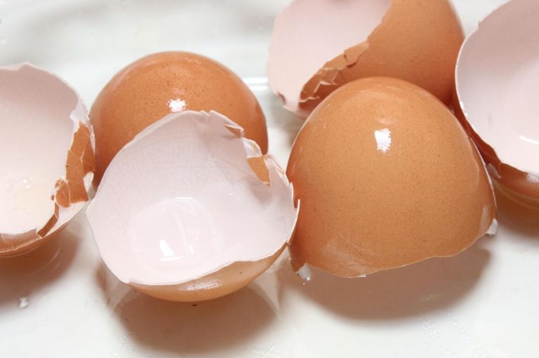 View of 5 High-Collagen Foods That Help Regenerate Cartilage in Dogs ...