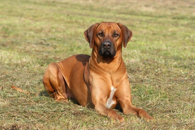 Ideal Diet for Rhodesian Ridgebacks - The Ultimate Rhodesian Ridgeback ...