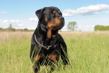 Rottweiler standing in the tall grass looking alert