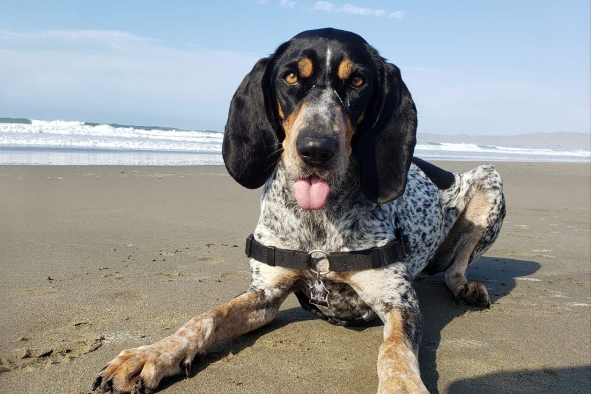Bluetick Coonhound showing determined spirit and proud American scent hound heritage.