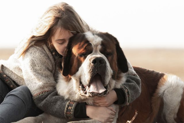 woman hugging and kissing giant saint bernard dog