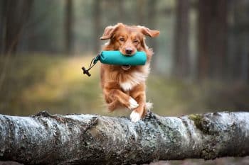 13-nature-loving-dog-breeds-who-thrive-in-woods-and-water-iheartdogs