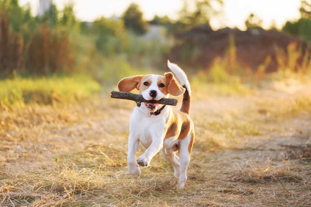 Happy beagle running through a sunlit field with a stick, showing signs of a calm and anxiety-free dog
