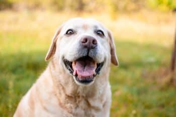 A soulful dog gazing with expressive eyes, conveying a deep emotional connection