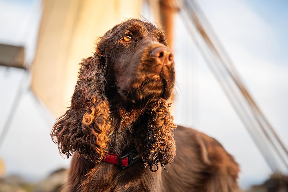 Sussex Spaniel with droopy ears and thoughtful expression, offering calm and loyal presence