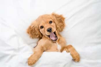 A loving dog gazing warmly, ready to melt hearts with its presence.