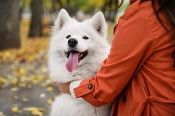PetWireDaily — 13 Fluffy Dog Breeds Ready To Trade Summer For Sweater Weather