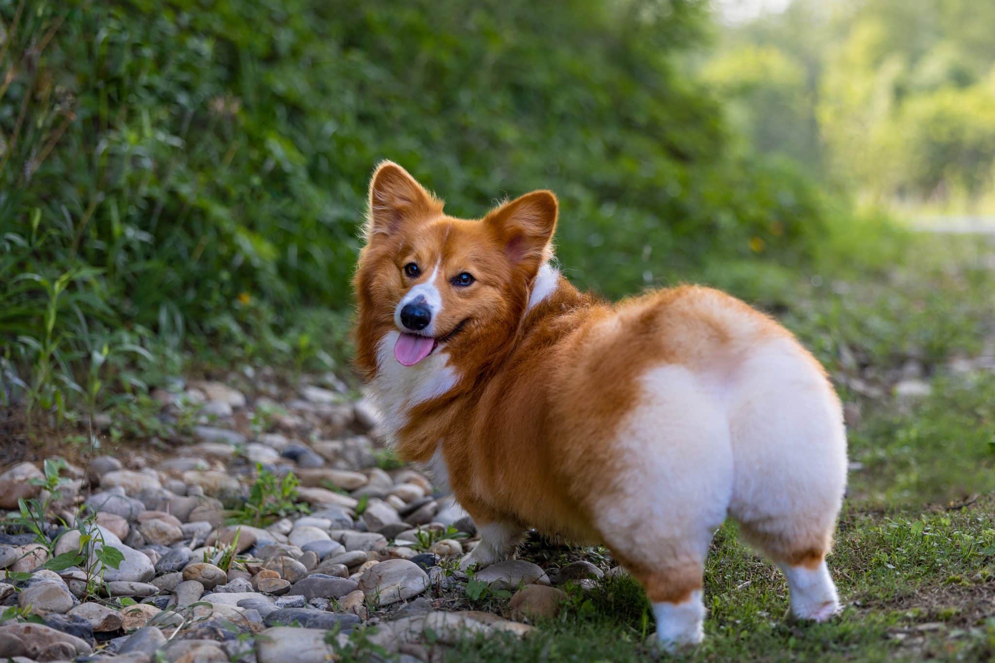 9 Best Corgi Immunity Supplements