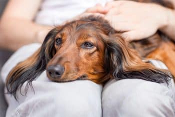 Dog resting lovingly with a calm, content expression, showing deep affection for their person