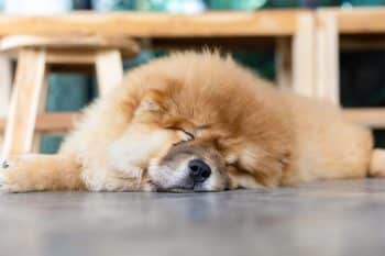 Relaxed dog resting peacefully, embodying pure comfort and calm.