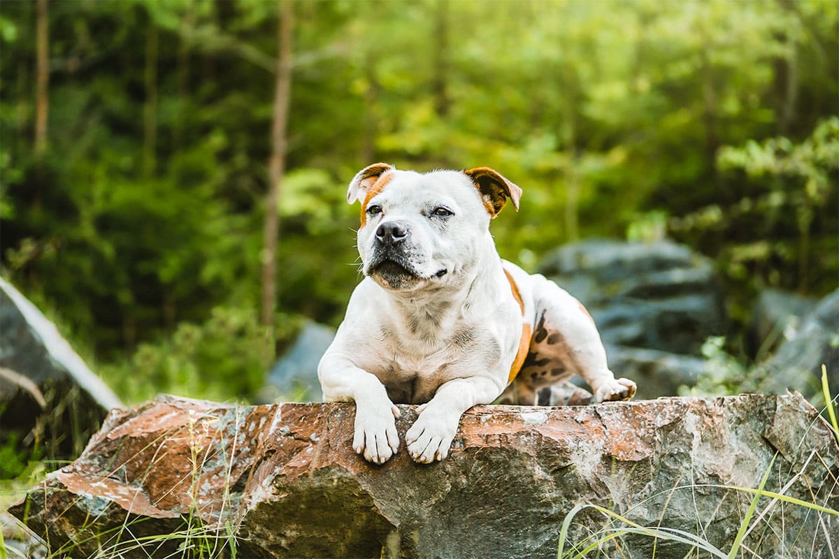 9 Best Freeze-Dried Dog Food Brands for Staffordshire Bull Terriers
