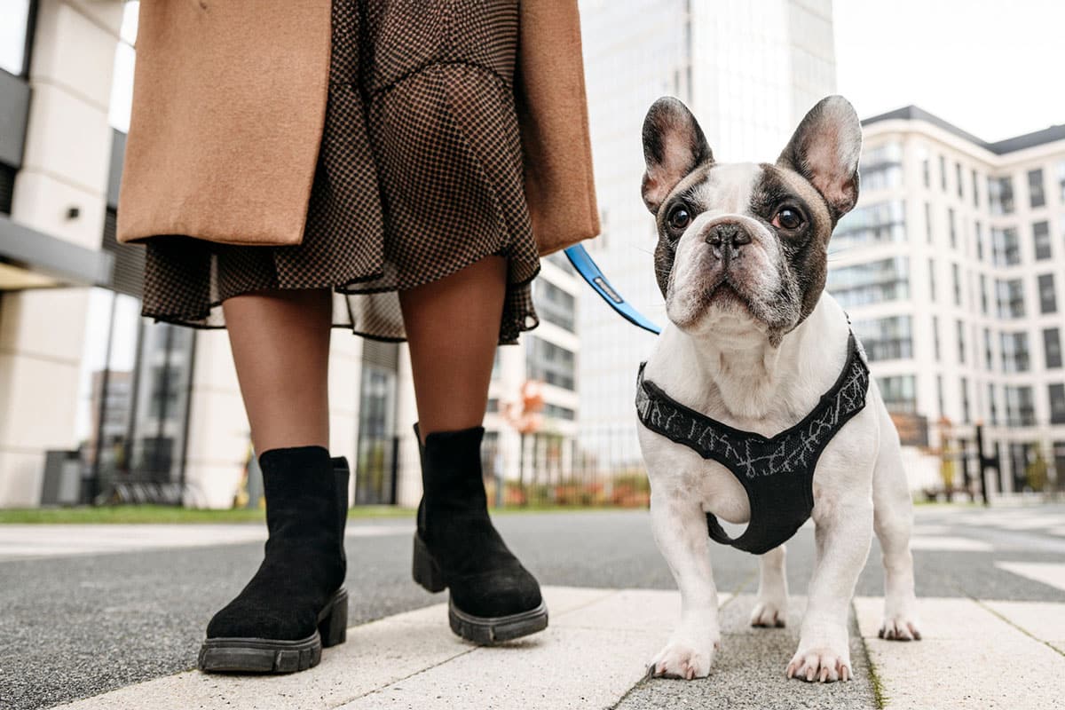 French Bulldog standing faithfully nearby, dedicated to sticking close to its human.
