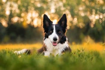 A charming dog from the list, with a bright, friendly expression, radiating love and warmth.