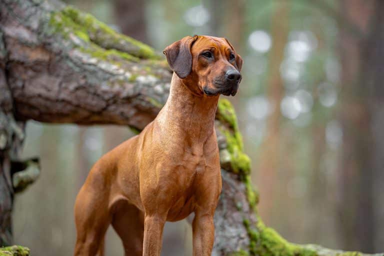 Ideal Diet for Rhodesian Ridgebacks - The Ultimate Rhodesian Ridgeback ...