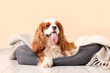 Close-up of a fluffy dog relaxing peacefully, radiating warmth and cuddle-ready charm