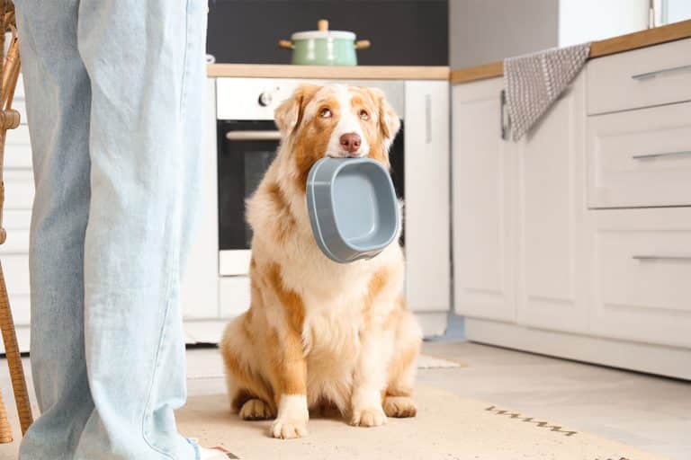 ORIJEN Original Grain-Free Food Review - Read Before You Buy ... - Orijen Grain Free Dog Food