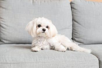 Maltese with a flowing white coat and gentle eyes.