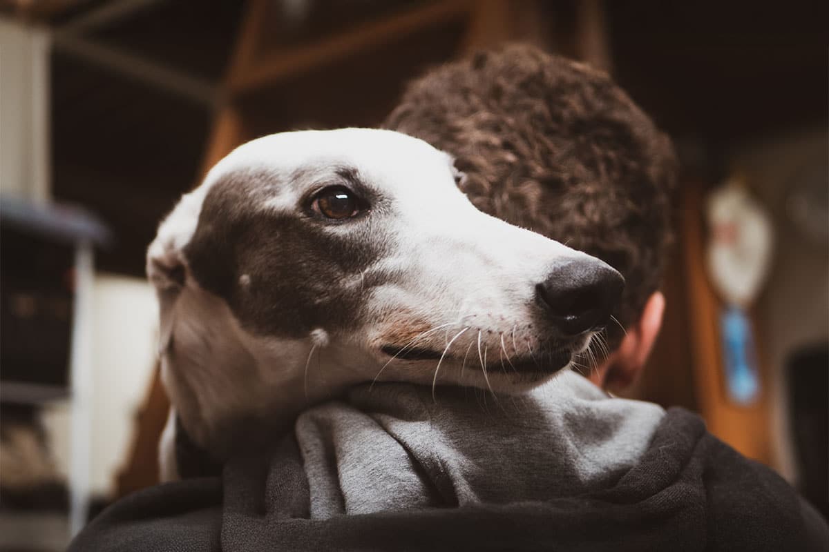Greyhound reclining peacefully, offering serene companionship and emotional awareness.