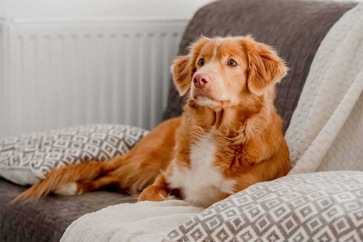 Nova Scotia Duck Tolling Retriever with bright eyes, showing eagerness and alertness.